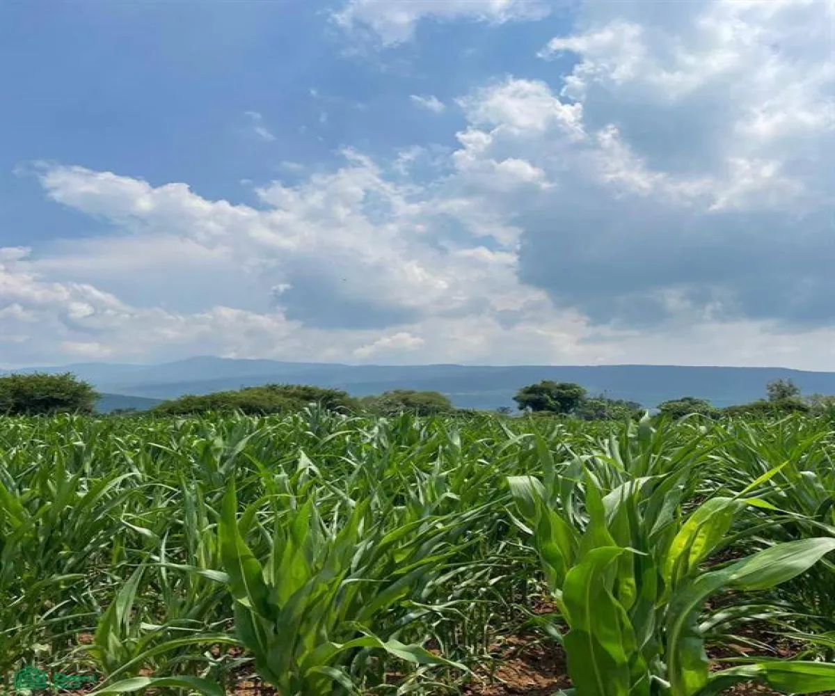 Local En Venta,La Teja,Parcela 17 P1/4, Tlajomulco de Zuniga, Jalisco 45640,Parcela,MX23537508