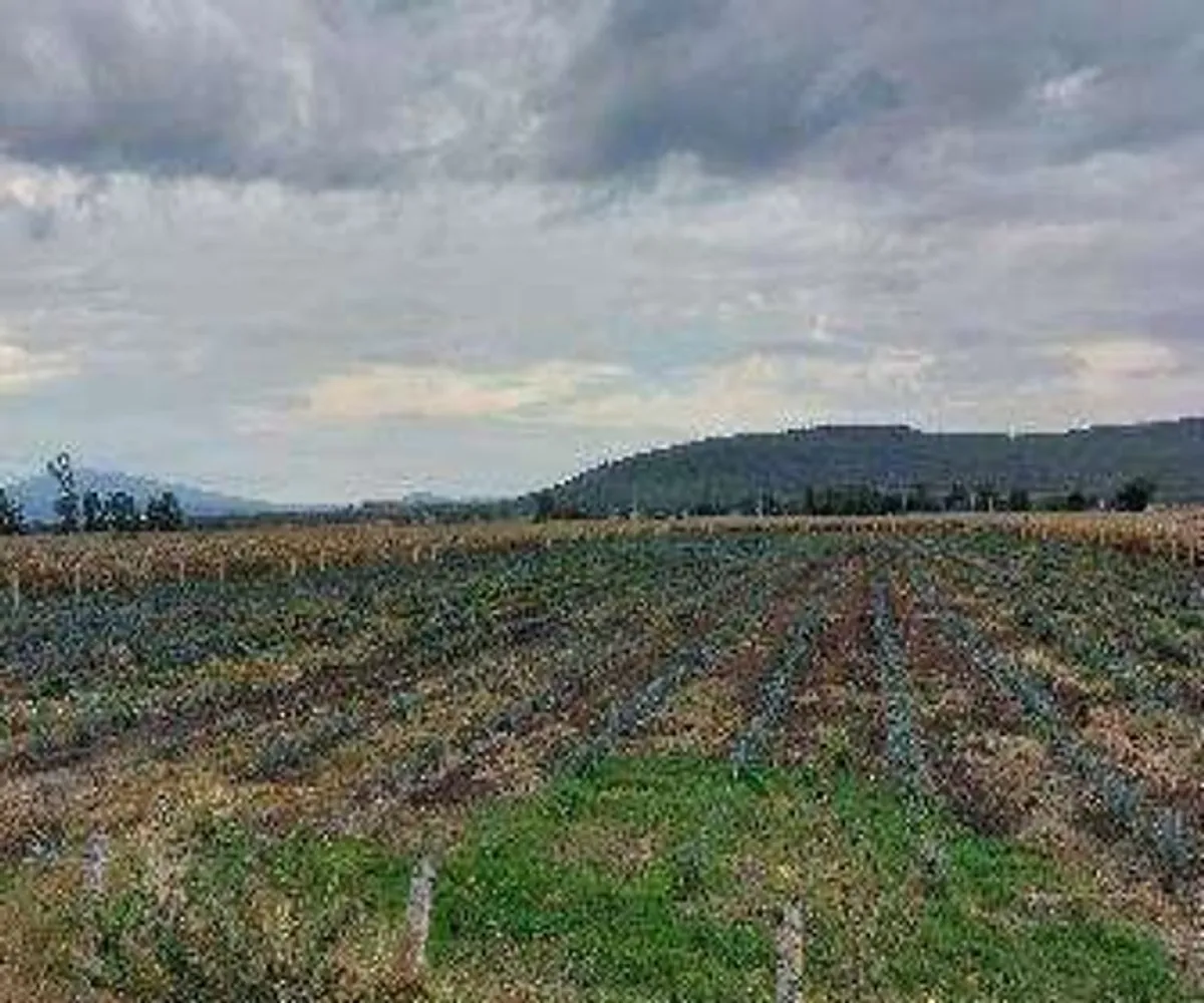 Terreno En Venta,Centro,Guadalajara - Ocotolan s/n. A 3.5 Km al oriente de Poncitlan S/N, Poncitlán, Jalisco 45950,Guadalajara - Ocotolan s/n. A 3.5 Km al oriente de Poncitlan,pn2I3jk Terreno En Venta,Centro,Guadalajara - Ocotolan s/n. A 3.5 Km al oriente de Poncitlan S/N, Poncitlán, Jalisco 45950,Guadalajara - Ocotolan s/n. A 3.5 Km al oriente de Poncitlan,pn2I3jk