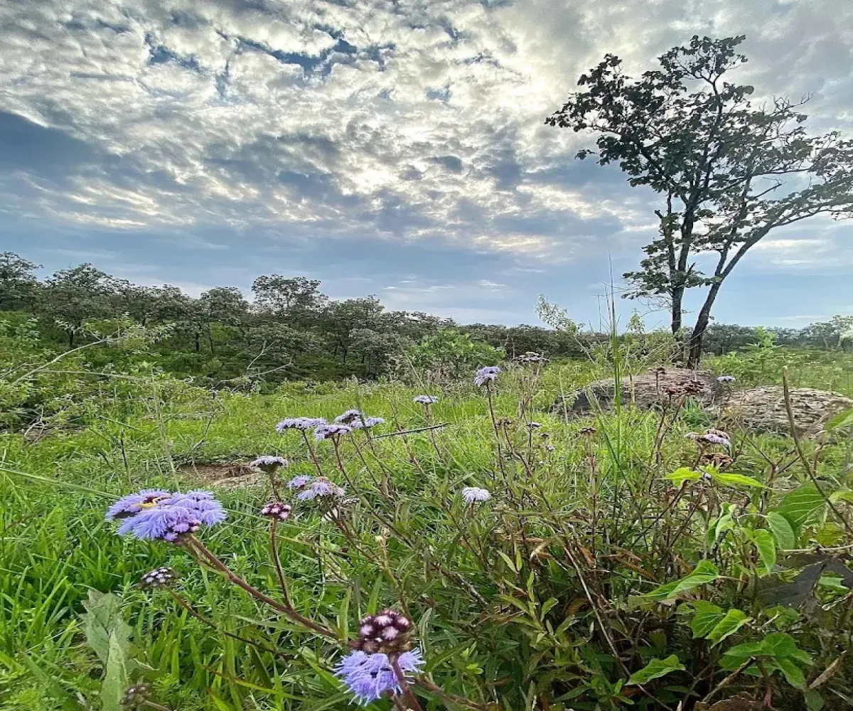 Altavista Residencial,Zapopan, Jalisco 45133,723229