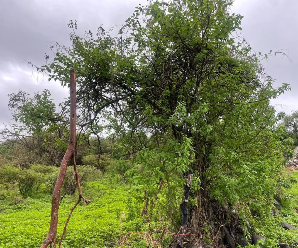 Terreno En Venta,Cajititlán,Fracción B Del Predio La Cantera S/N, Tlajomulco de Zúñiga, Jalisco 45670,Fracción B Del Predio La Cantera,pEWKlKS