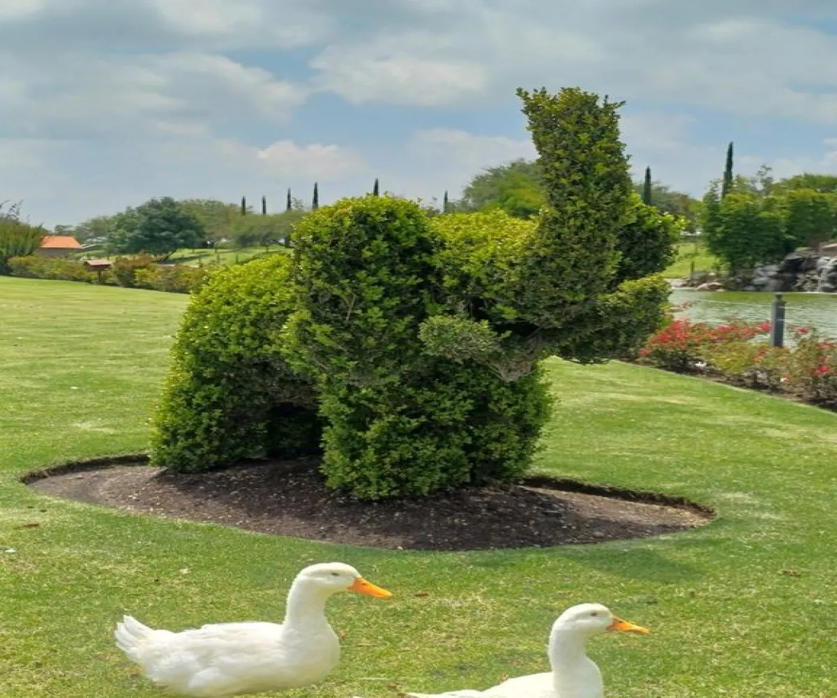 Terreno En Venta,faro de los cisnes,faro de los cisnes 01, Corregidora, Querétaro 76900,faro de los cisnes,pOqwo6I