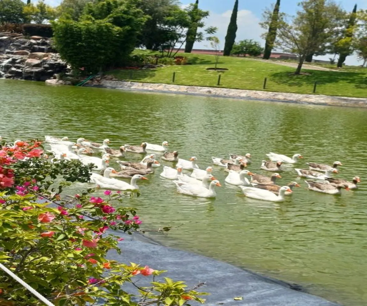 Terreno En Venta,faro de los cisnes,faro de los cisnes 01, Corregidora, Querétaro 76900,faro de los cisnes,pOqwo6I