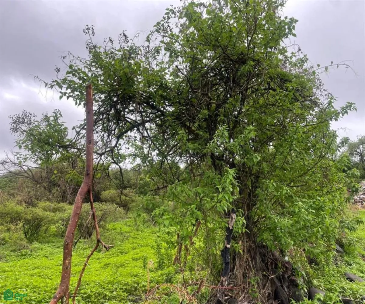 Terreno En Venta,Cajititlán,Sobre Brecha, Fracción B Predio Rustico, La Cant S/N, Tlajomulco de Zuniga, Jalisco 45670,Sobre Brecha, Fracción B Predio Rustico, La Cant,MX25969502