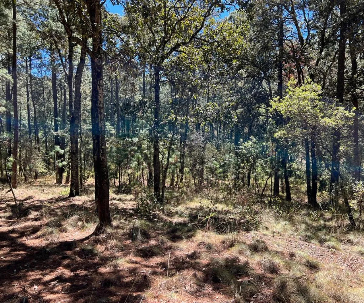 Terreno En Venta,Tapalpa,Fraccionamiento Bosques de La Cañada s/n 9, Tapalpa, Jalisco 49340,Fraccionamiento Bosques de La Cañada,ptS0CxQ