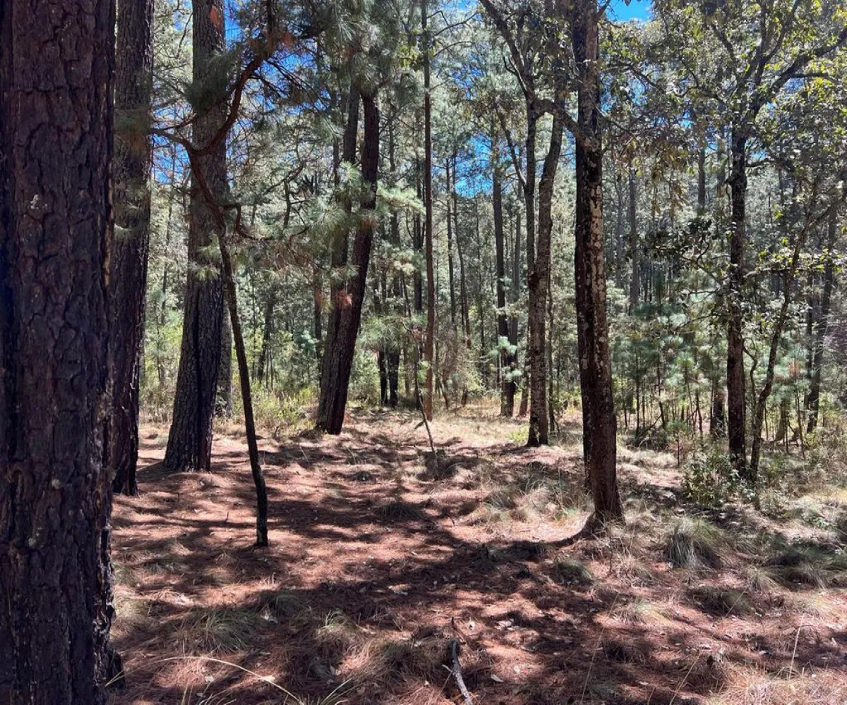 Terreno En Venta,Tapalpa,Fraccionamiento Bosques de La Cañada s/n 9, Tapalpa, Jalisco 49340,Fraccionamiento Bosques de La Cañada,ptS0CxQ