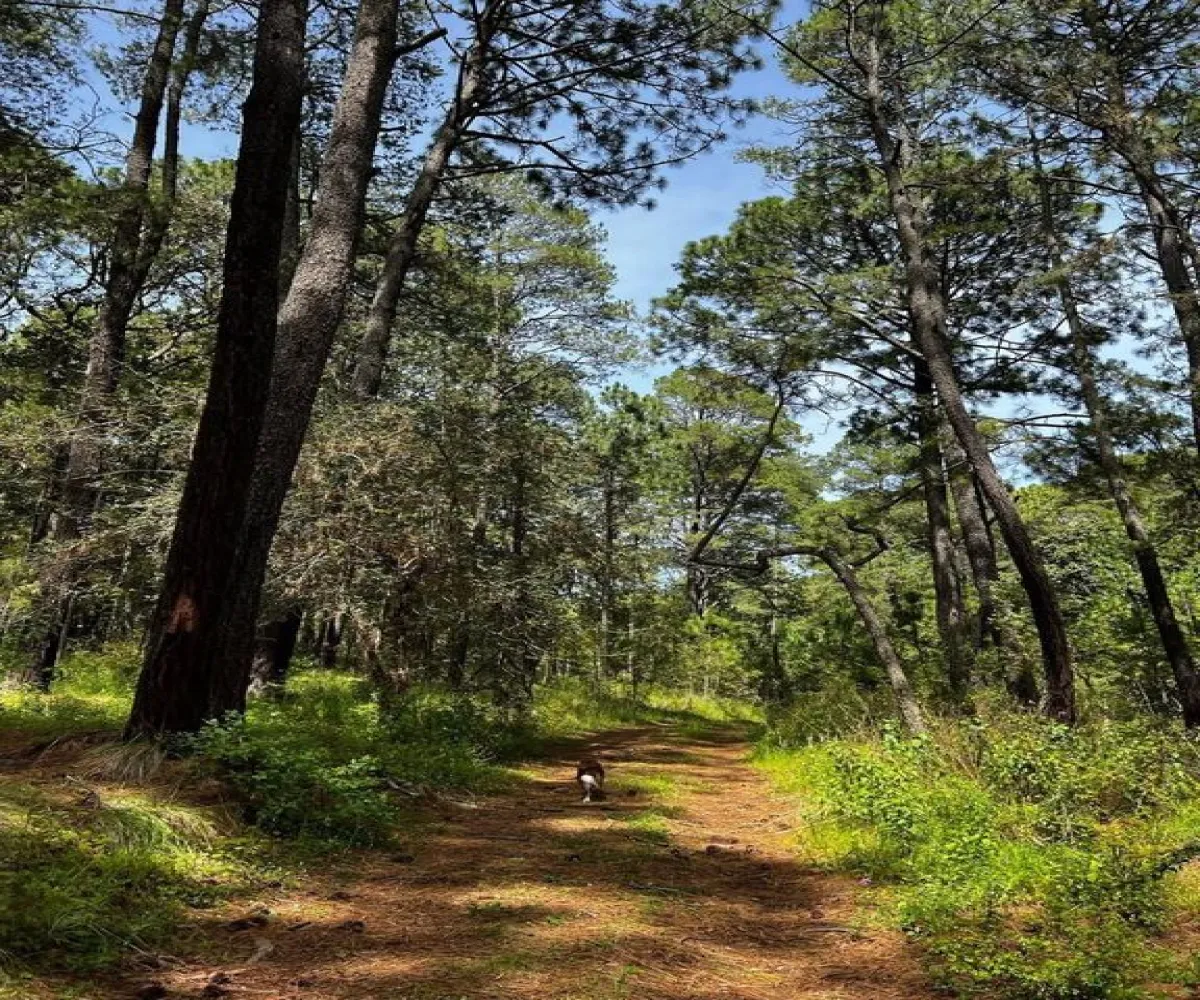 Terreno En Venta,Tapalpa,Fraccionamiento Bosques de La Cañada s/n 9, Tapalpa, Jalisco 49340,Fraccionamiento Bosques de La Cañada,ptS0CxQ