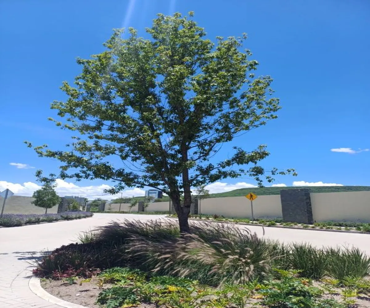 Terreno En Venta,El Salitre,Palma Datilera S/N 146, Querétaro, Querétaro 76127,Palma Datilera,pd7sRgt Terreno En Venta,El Salitre,Palma Datilera S/N 146, Querétaro, Querétaro 76127,Palma Datilera,pd7sRgt
