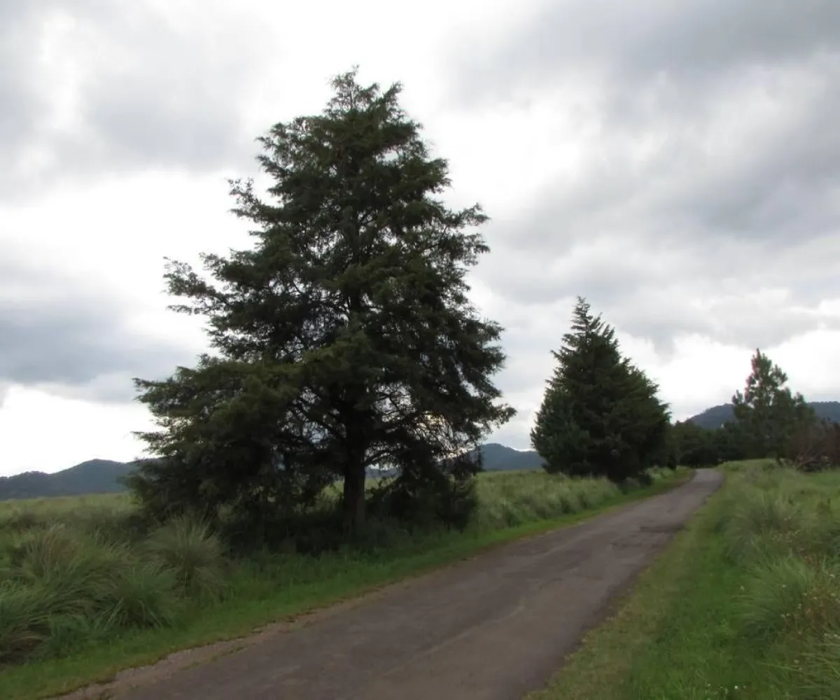 Terreno En Venta,Tapalpa,Hacienda San Francisco S/N, Tapalpa, Jalisco 49340,Hacienda San Francisco,pJI28iM