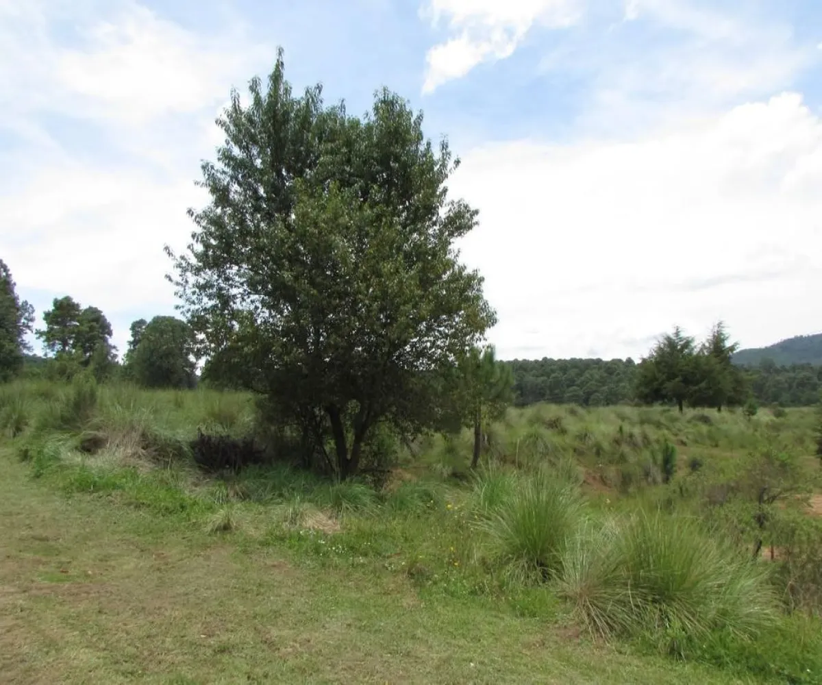 Terreno En Venta,Tapalpa,Hacienda San Francisco S/N, Tapalpa, Jalisco 49340,Hacienda San Francisco,pJI28iM