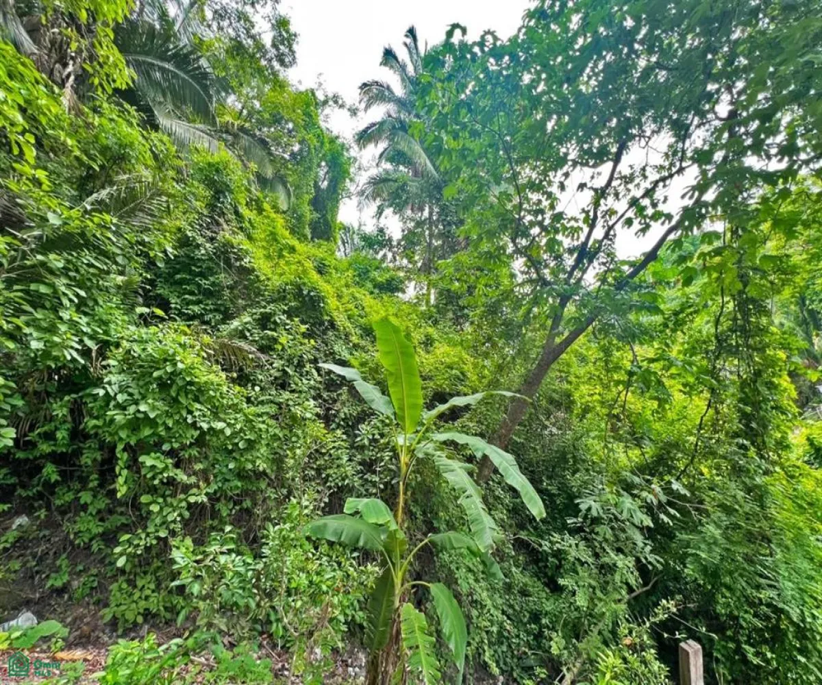 Terreno En Venta,Altavista,Jacarandas Lote 6 Manzana 486 C, Puerto Vallarta, Jalisco 48380,Jacarandas,MX25975088 Terreno En Venta,Altavista,Jacarandas Lote 6 Manzana 486 C, Puerto Vallarta, Jalisco 48380,Jacarandas,MX25975088