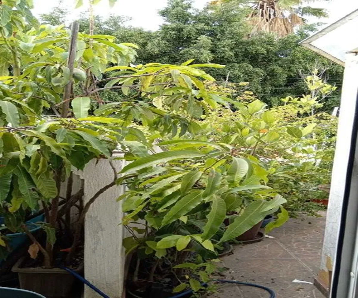 Casa En Venta,Jardines del Valle,Avenida Valle de México 2905, Zapopan, Jalisco 45138, 3 Habitaciones,3 Baños,Avenida Valle de México,1,pvmUoYo