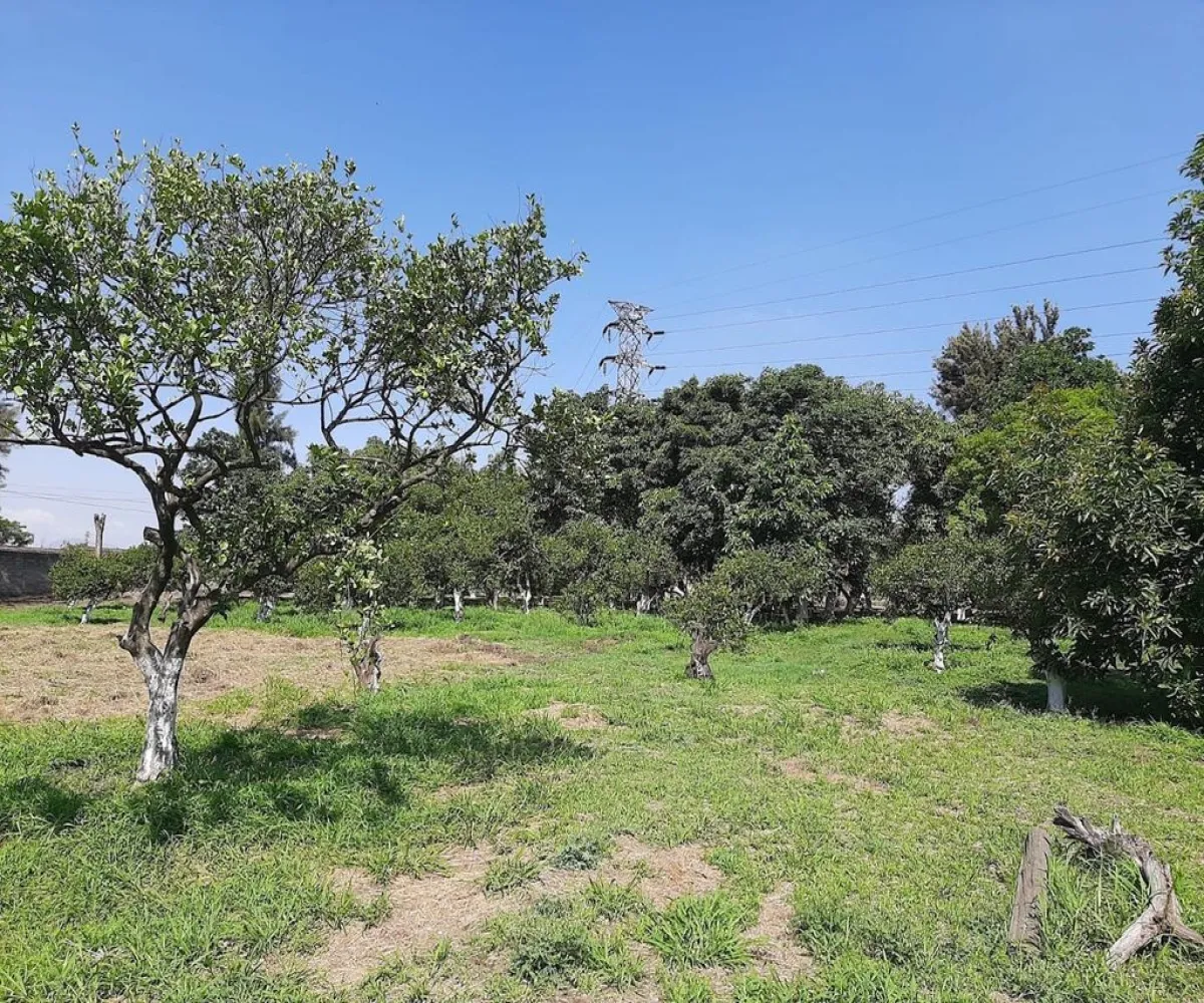 Terreno En Venta,Carretera Guadalajara - Chapala S/N, Tlajomulco de Zúñiga, Jalisco 45672,Carretera Guadalajara - Chapala,p04oyGP