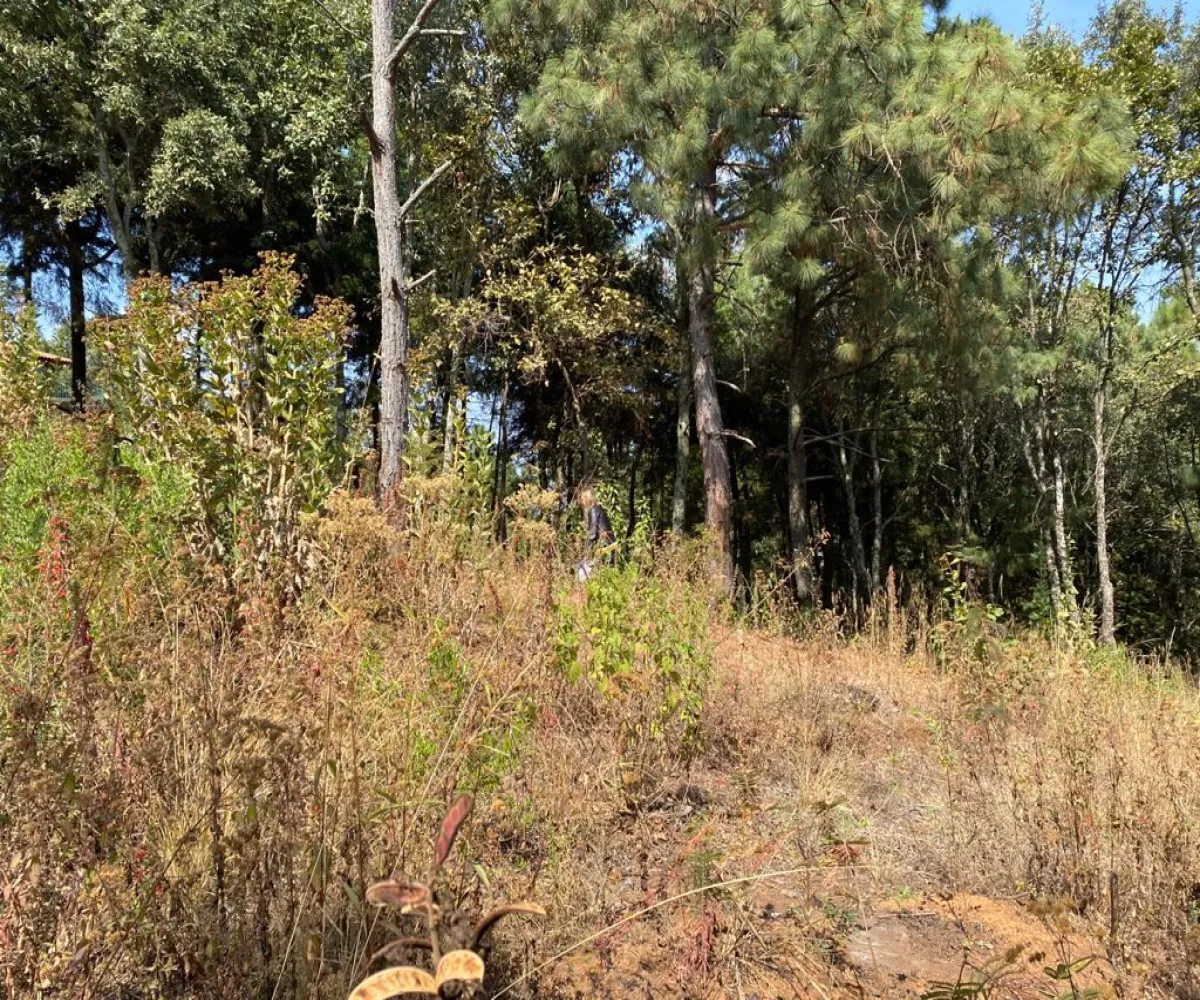 Terreno En Venta,Mazamitla,Privada de la ecología 05, Mazamitla, Jalisco,Privada de la ecología,pL2C96Y