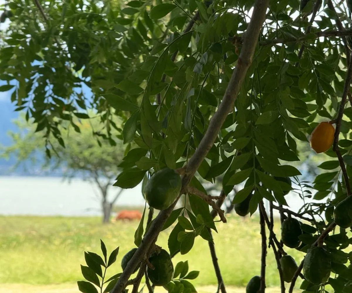 Terreno En Venta,Corona con Allende 00, Jocotepec, Jalisco 45800,Corona con Allende,pTkQ3B9 Terreno En Venta,Corona con Allende 00, Jocotepec, Jalisco 45800,Corona con Allende,pTkQ3B9