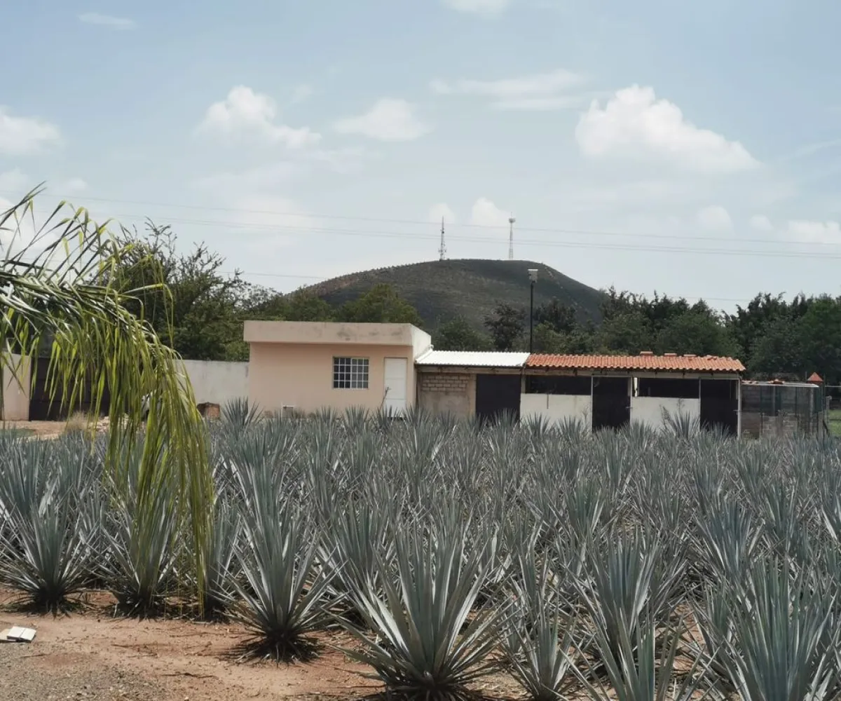 Terreno En Venta,El Arenal,Sobre Carretera Kilometro 33 kilometro 33, El Arenal, Jalisco 45350, 5 Habitaciones,5 Baños,Sobre Carretera Kilometro 33,1,p8NJrMv