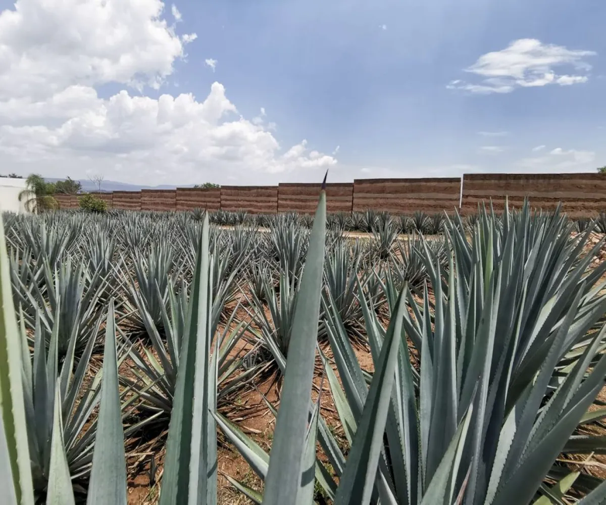 Terreno En Venta,El Arenal,Sobre Carretera Kilometro 33 kilometro 33, El Arenal, Jalisco 45350, 5 Habitaciones,5 Baños,Sobre Carretera Kilometro 33,1,p8NJrMv