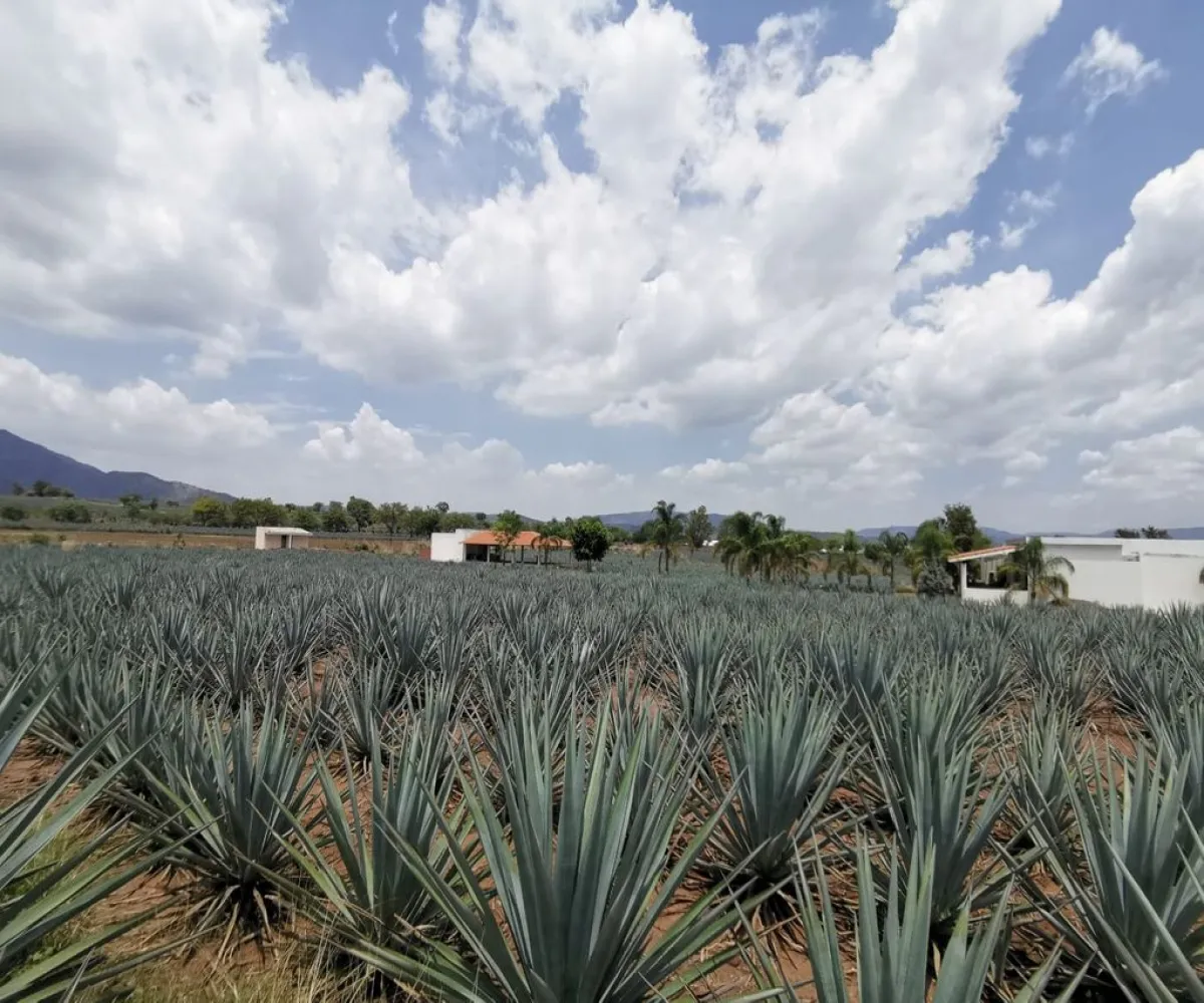 Terreno En Venta,El Arenal,Sobre Carretera Kilometro 33 kilometro 33, El Arenal, Jalisco 45350, 5 Habitaciones,5 Baños,Sobre Carretera Kilometro 33,1,p8NJrMv