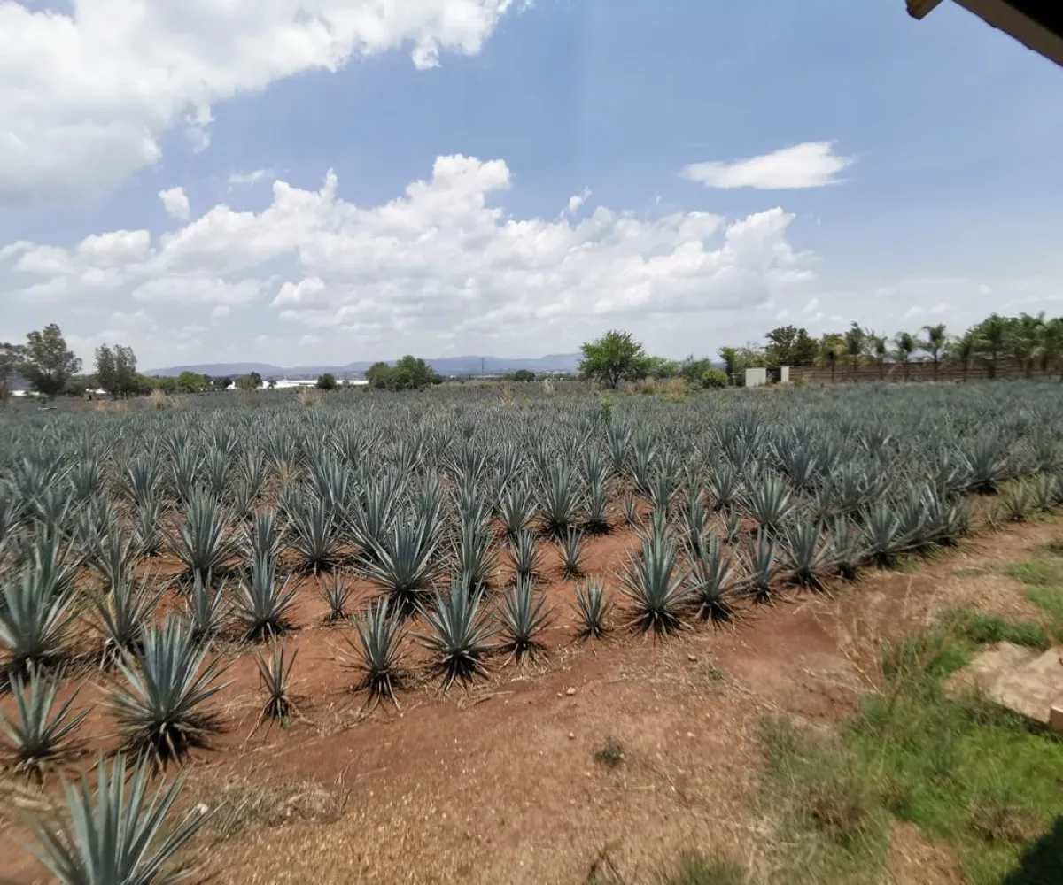 Terreno En Venta,El Arenal,Sobre Carretera Kilometro 33 kilometro 33, El Arenal, Jalisco 45350, 5 Habitaciones,5 Baños,Sobre Carretera Kilometro 33,1,p8NJrMv