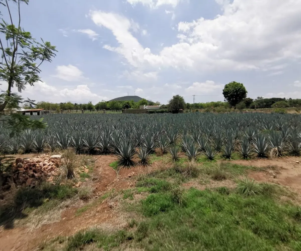 Terreno En Venta,El Arenal,Sobre Carretera Kilometro 33 kilometro 33, El Arenal, Jalisco 45350, 5 Habitaciones,5 Baños,Sobre Carretera Kilometro 33,1,p8NJrMv