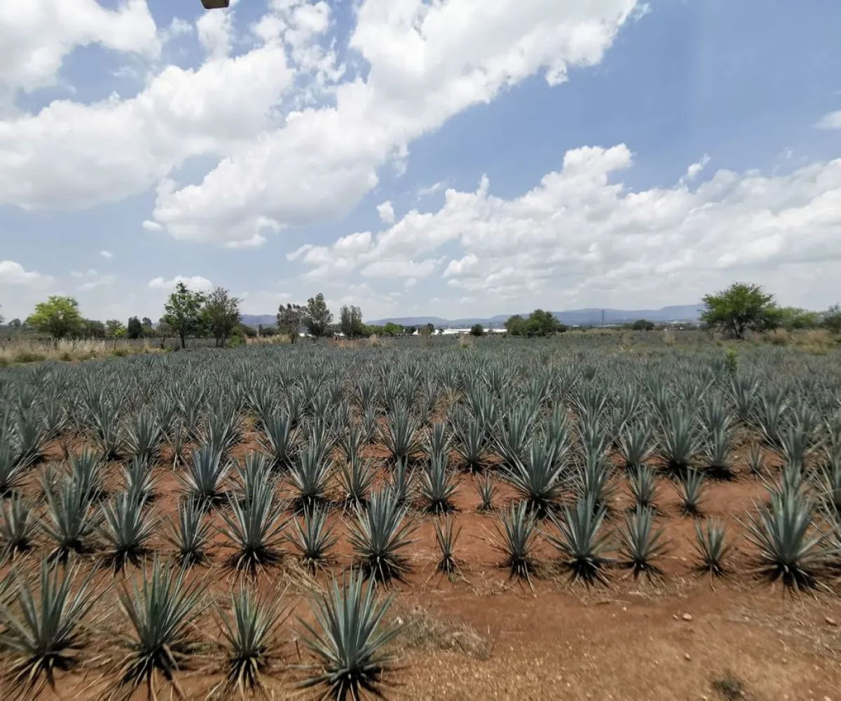 Terreno En Venta,El Arenal,Sobre Carretera Kilometro 33 kilometro 33, El Arenal, Jalisco 45350, 5 Habitaciones,5 Baños,Sobre Carretera Kilometro 33,1,p8NJrMv