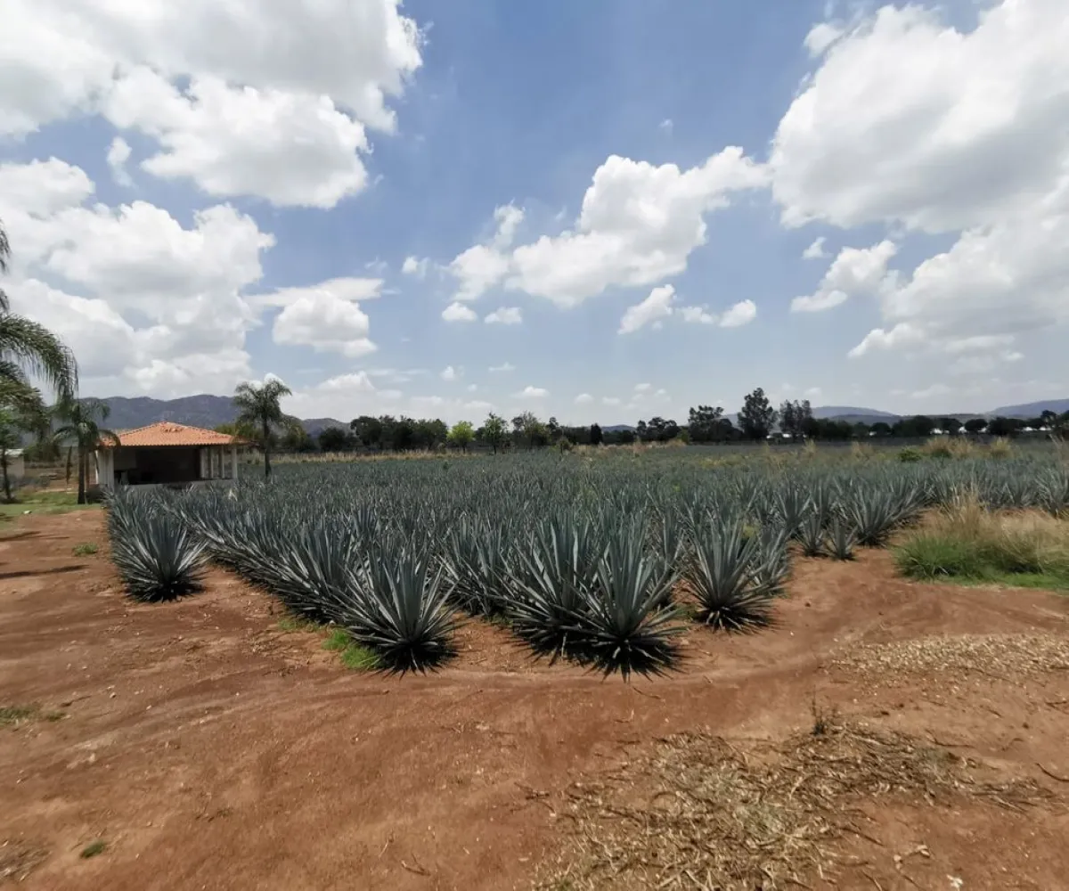 Terreno En Venta,El Arenal,Sobre Carretera Kilometro 33 kilometro 33, El Arenal, Jalisco 45350, 5 Habitaciones,5 Baños,Sobre Carretera Kilometro 33,1,p8NJrMv