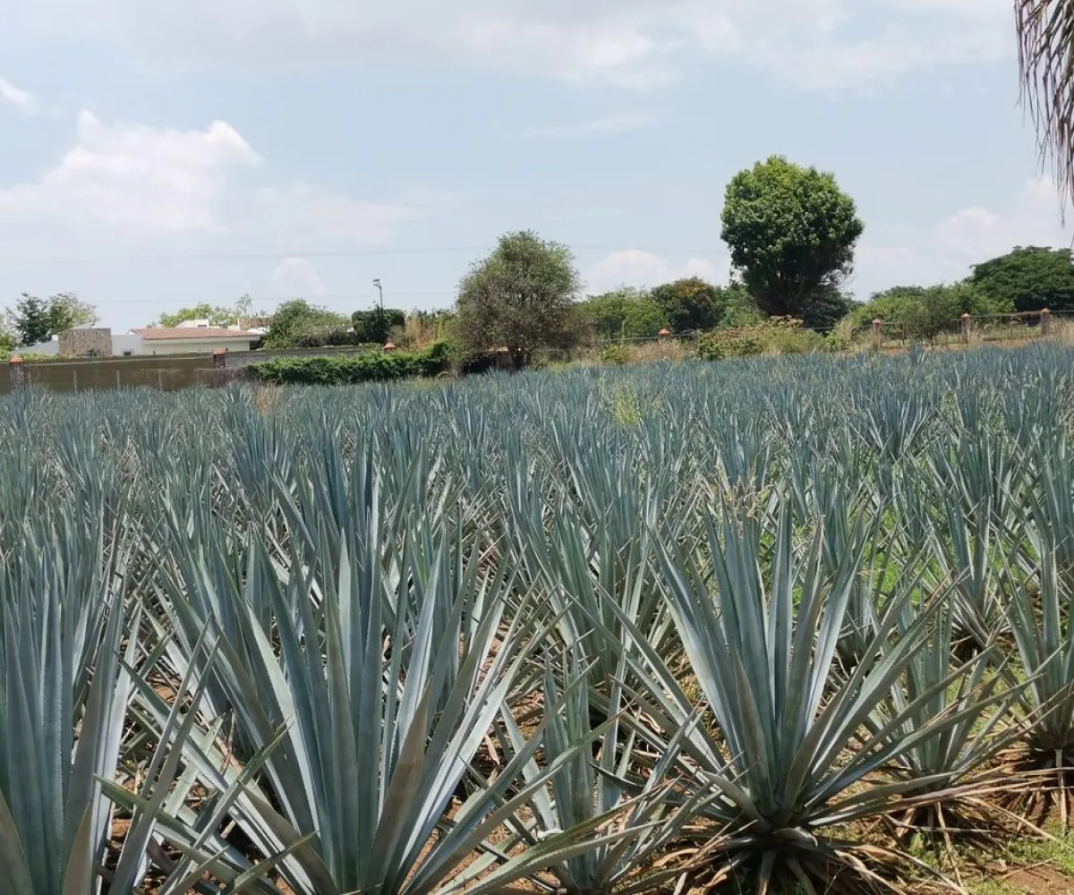 Terreno En Venta,El Arenal,Sobre Carretera Kilometro 33 kilometro 33, El Arenal, Jalisco 45350, 5 Habitaciones,5 Baños,Sobre Carretera Kilometro 33,1,p8NJrMv