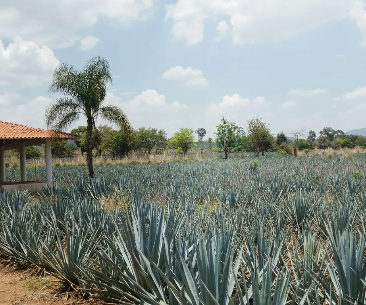 Terreno En Venta,El Arenal,Sobre Carretera Kilometro 33 kilometro 33, El Arenal, Jalisco 45350, 5 Habitaciones,5 Baños,Sobre Carretera Kilometro 33,1,p8NJrMv