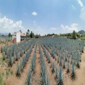 Terreno En Venta,El Arenal,Sobre Carretera Kilometro 33 kilometro 33, El Arenal, Jalisco 45350, 5 Habitaciones,5 Baños,Sobre Carretera Kilometro 33,1,p8NJrMv