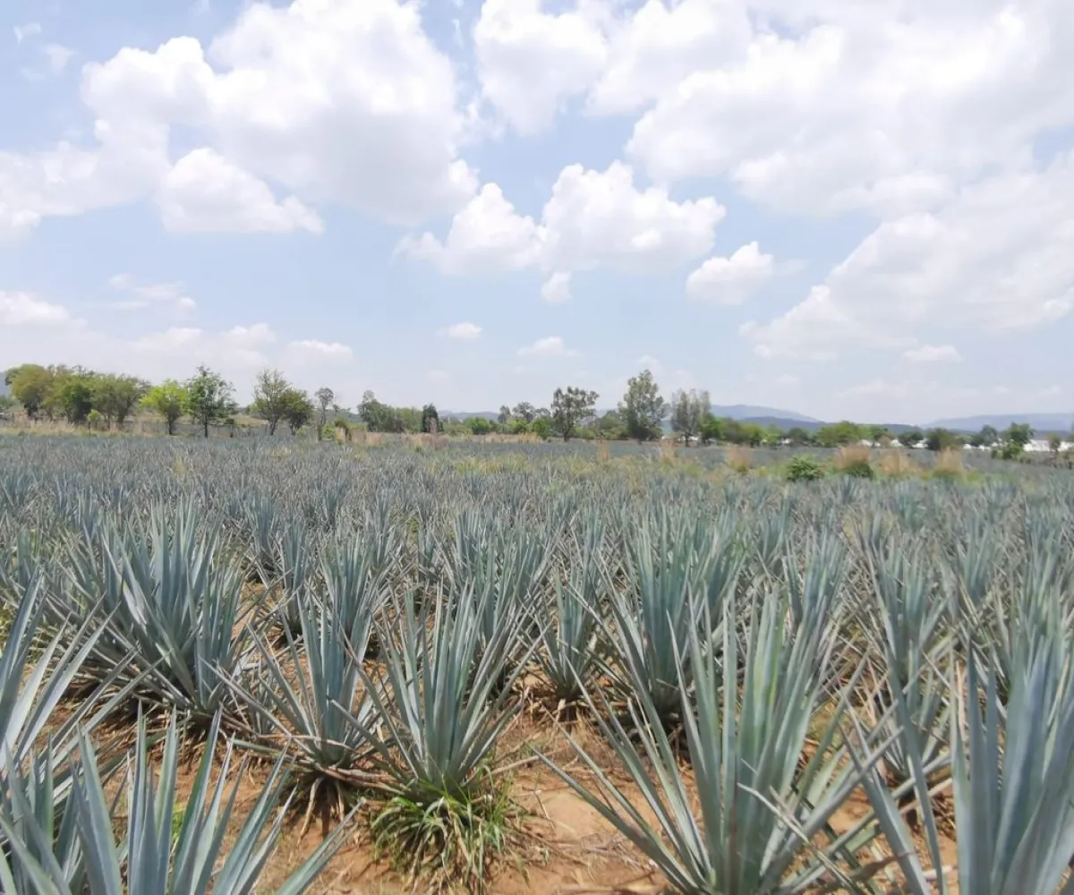 Terreno En Venta,El Arenal,Sobre Carretera Kilometro 33 kilometro 33, El Arenal, Jalisco 45350, 5 Habitaciones,5 Baños,Sobre Carretera Kilometro 33,1,p8NJrMv