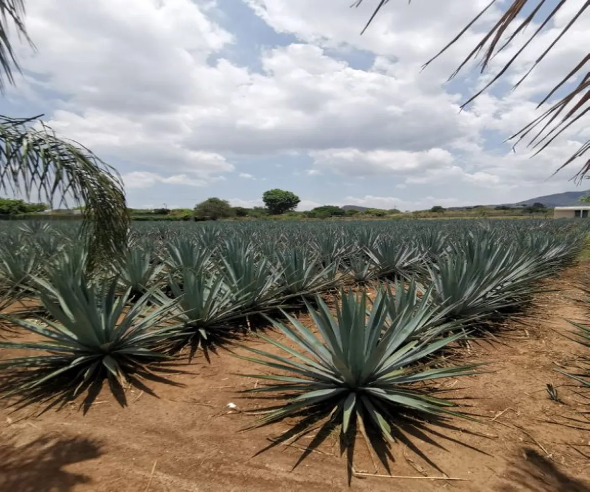 Terreno En Venta,El Arenal,Sobre Carretera Kilometro 33 kilometro 33, El Arenal, Jalisco 45350, 5 Habitaciones,5 Baños,Sobre Carretera Kilometro 33,1,p8NJrMv