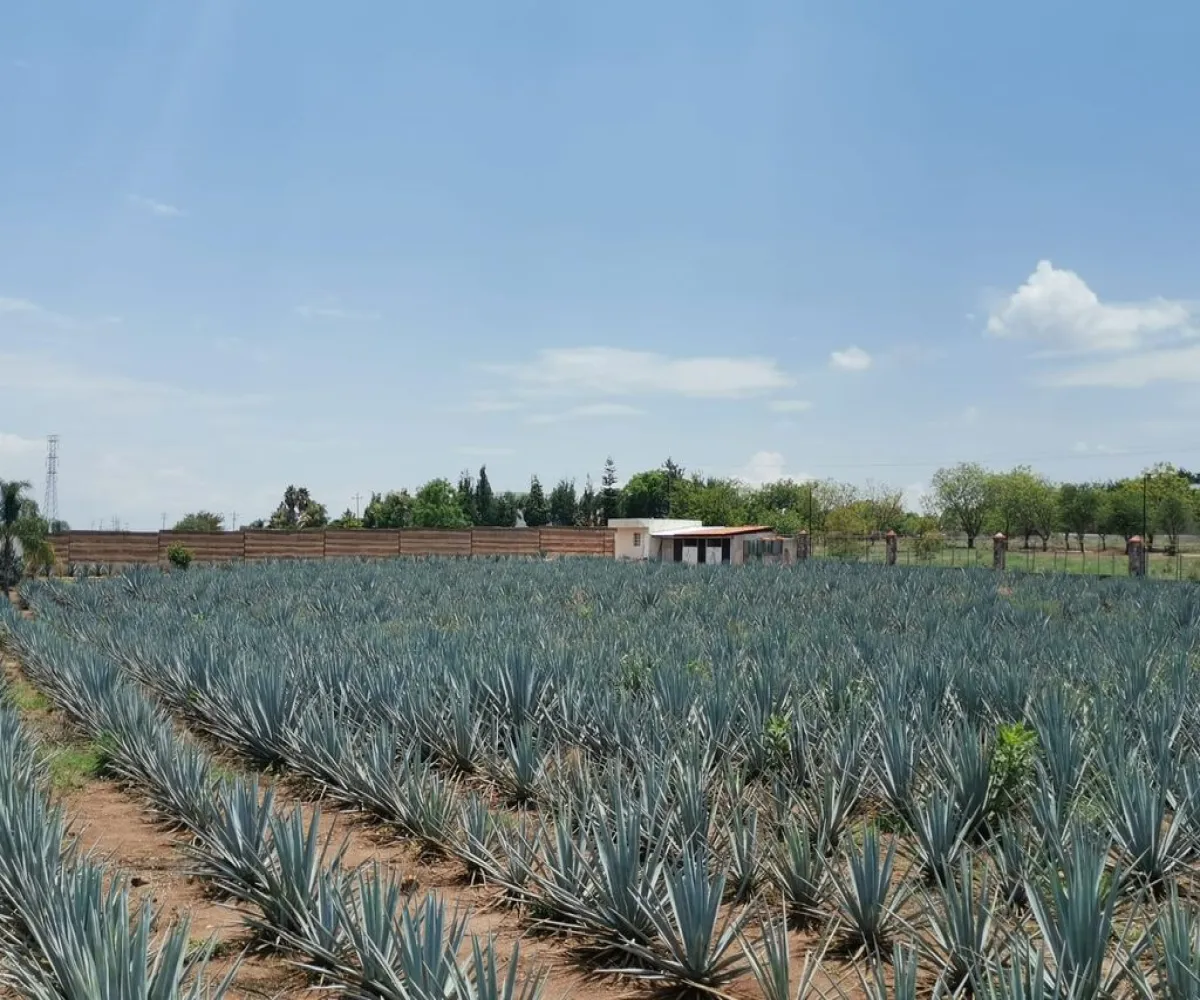 Terreno En Venta,El Arenal,Sobre Carretera Kilometro 33 kilometro 33, El Arenal, Jalisco 45350, 5 Habitaciones,5 Baños,Sobre Carretera Kilometro 33,1,p8NJrMv