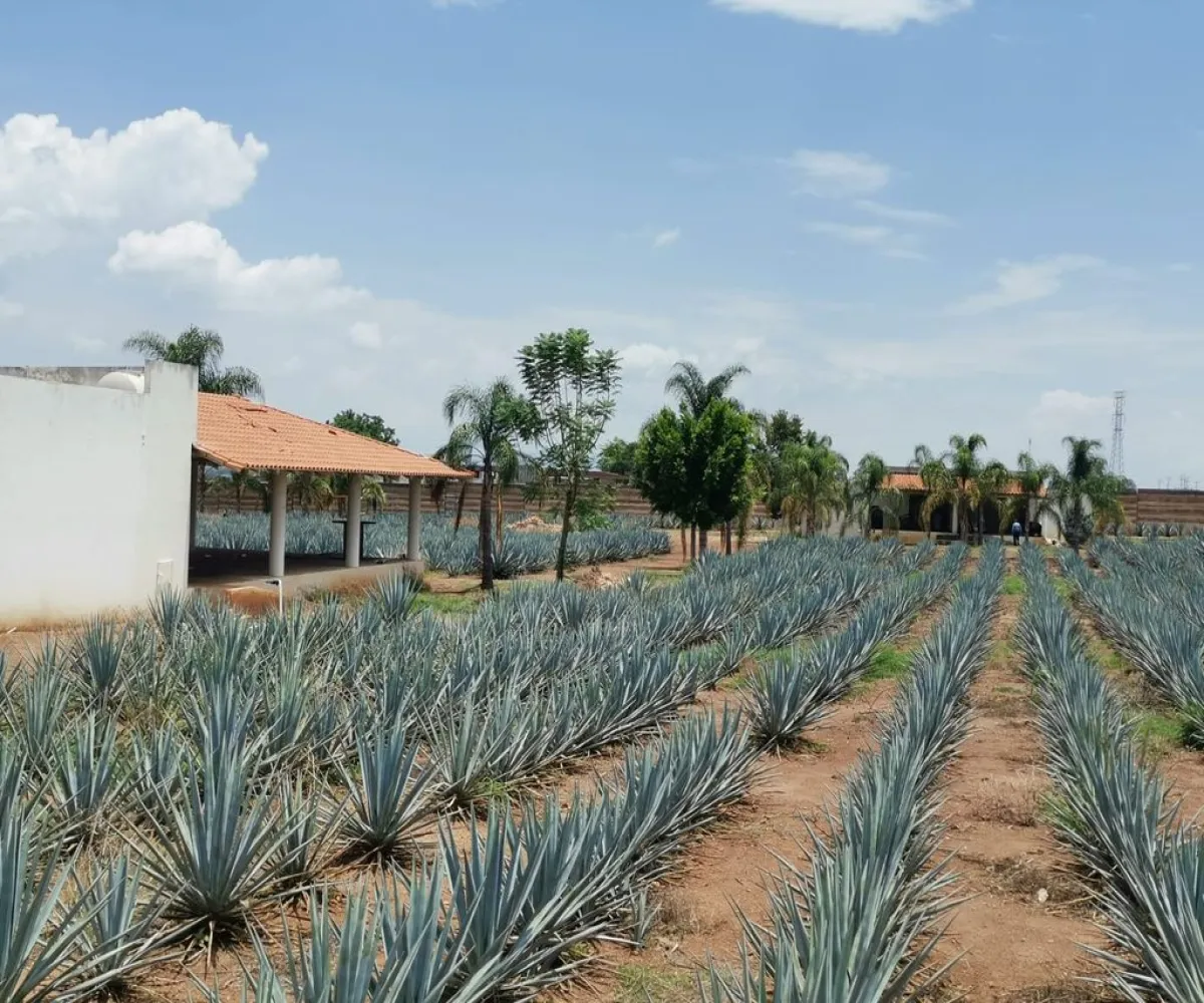 Terreno En Venta,El Arenal,Sobre Carretera Kilometro 33 kilometro 33, El Arenal, Jalisco 45350, 5 Habitaciones,5 Baños,Sobre Carretera Kilometro 33,1,p8NJrMv