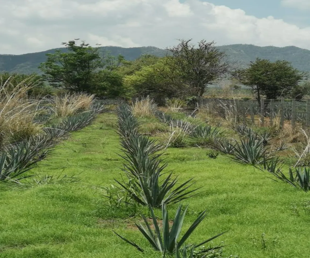 Terreno En Venta,El Arenal,Sobre Carretera Kilometro 33 kilometro 33, El Arenal, Jalisco 45350, 5 Habitaciones,5 Baños,Sobre Carretera Kilometro 33,1,p8NJrMv