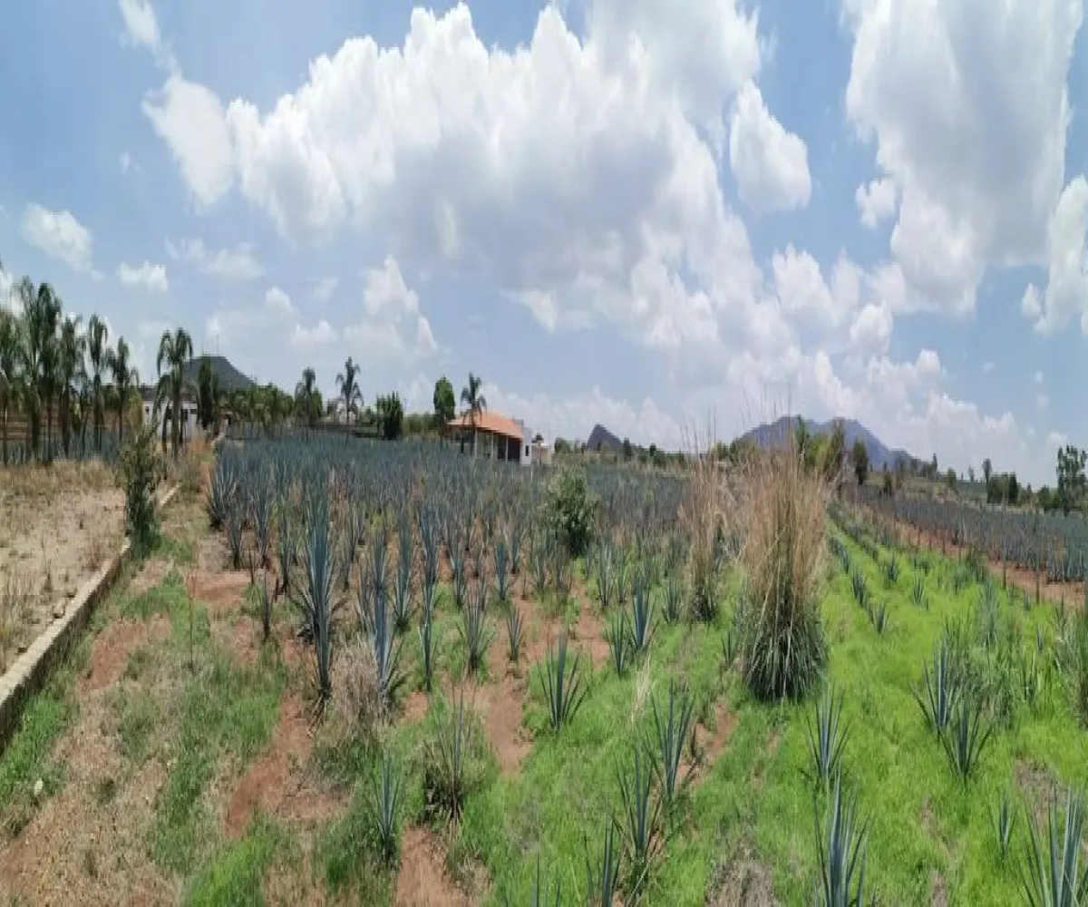 Terreno En Venta,El Arenal,Sobre Carretera Kilometro 33 kilometro 33, El Arenal, Jalisco 45350, 5 Habitaciones,5 Baños,Sobre Carretera Kilometro 33,1,p8NJrMv