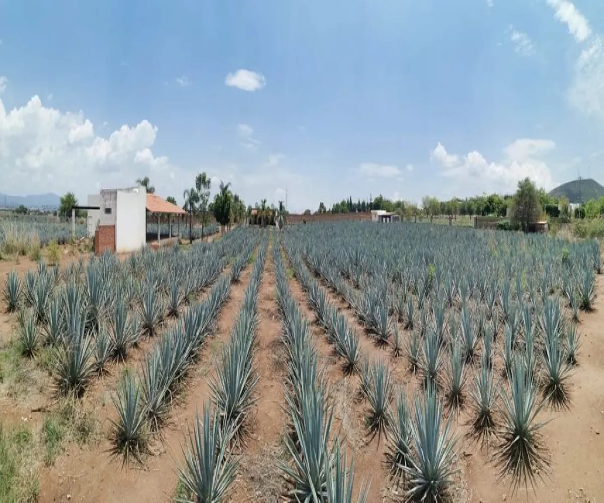 Terreno En Venta,El Arenal,Sobre Carretera Kilometro 33 kilometro 33, El Arenal, Jalisco 45350, 5 Habitaciones,5 Baños,Sobre Carretera Kilometro 33,1,p8NJrMv