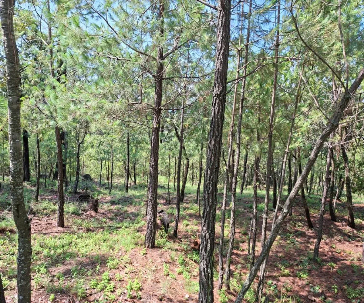 Casa En Venta,Lomas de la Cañada,Carretera La Frontera – Atemajac Km 50 S/N L 12 M B, Tapalpa, Jalisco 49340, 2 Habitaciones,2 Baños,Carretera La Frontera – Atemajac Km 50,1,p8wsCLL