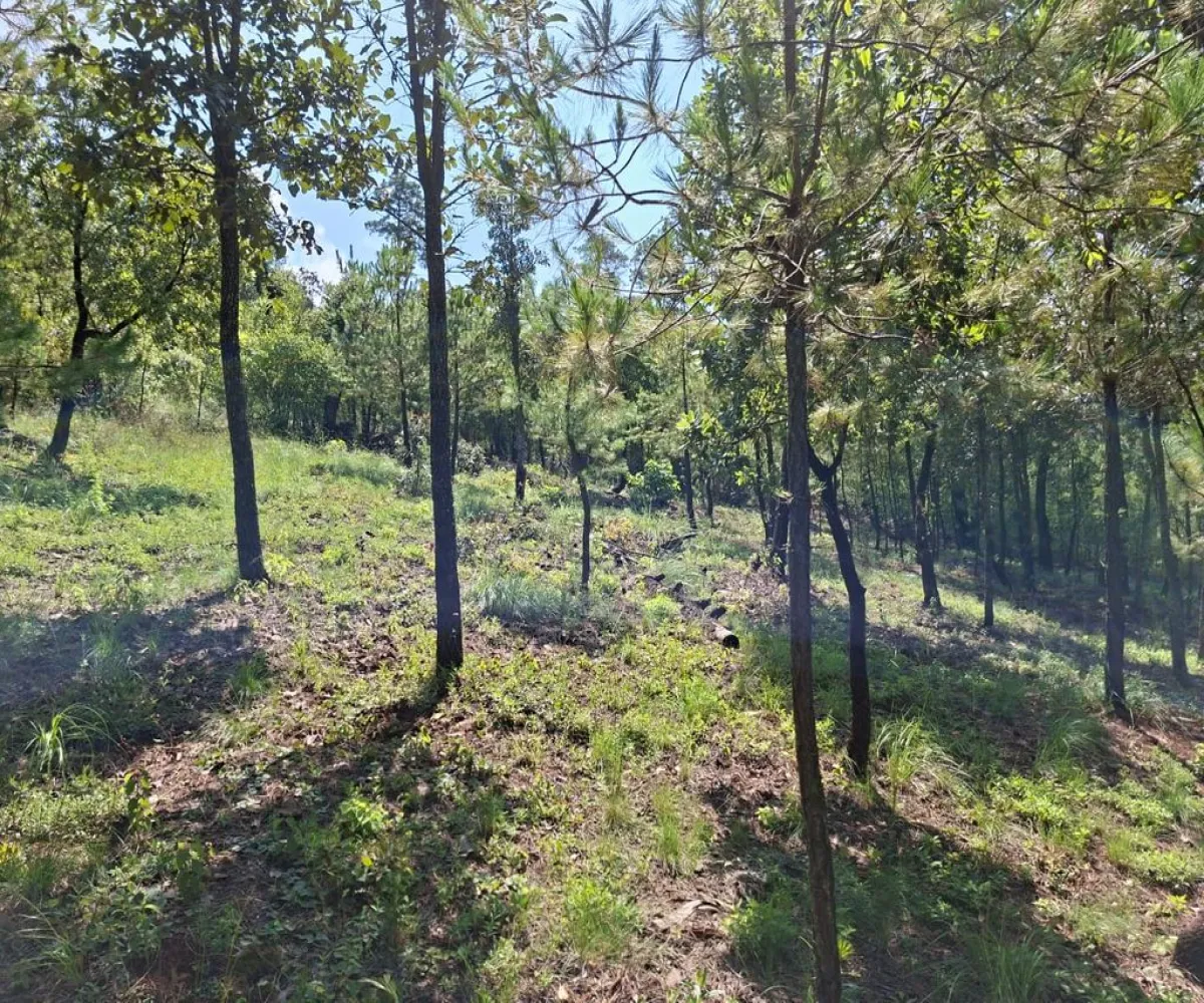 Casa En Venta,Lomas de la Cañada,Carretera La Frontera – Atemajac Km 50 S/N L 12 M B, Tapalpa, Jalisco 49340, 2 Habitaciones,2 Baños,Carretera La Frontera – Atemajac Km 50,1,p8wsCLL