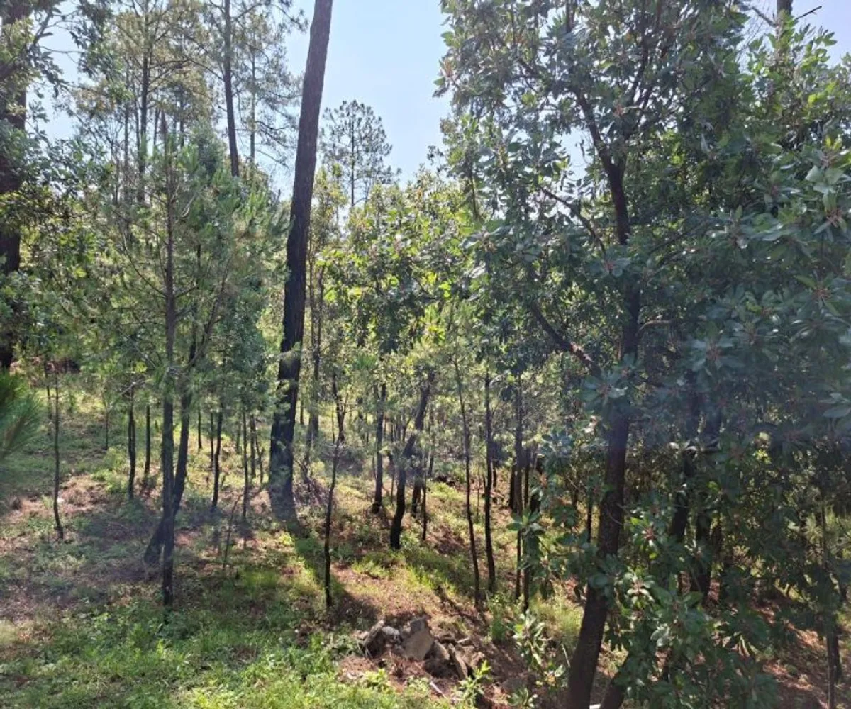 Casa En Venta,Lomas de la Cañada,Carretera La Frontera – Atemajac Km 50 S/N L 12 M B, Tapalpa, Jalisco 49340, 2 Habitaciones,2 Baños,Carretera La Frontera – Atemajac Km 50,1,p8wsCLL