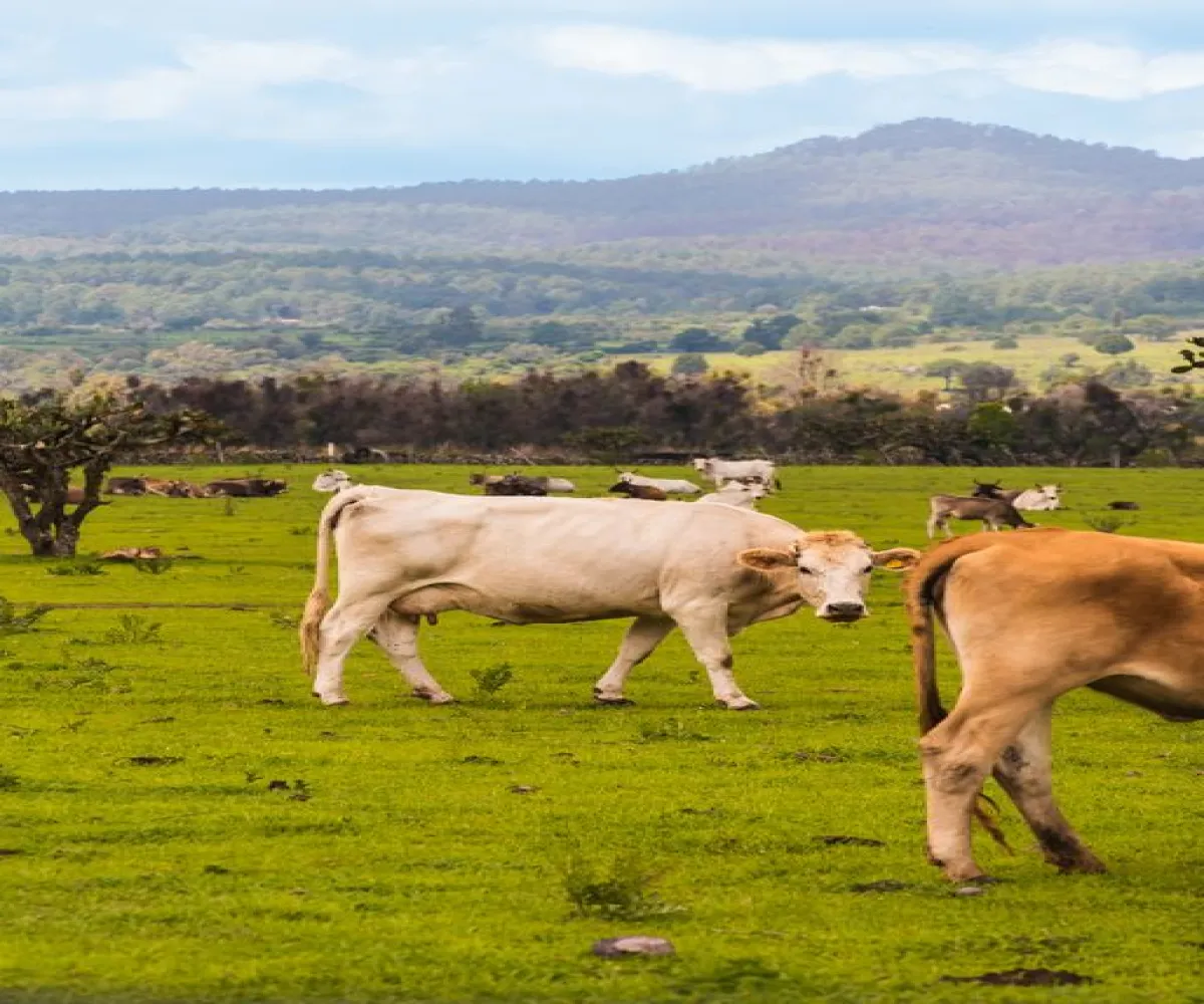 Terreno En Venta,Punta Campestre,Callejón Los Capulines 50, Atemajac de Brizuela, Jalisco 45790,Callejón Los Capulines,pHFBF6u