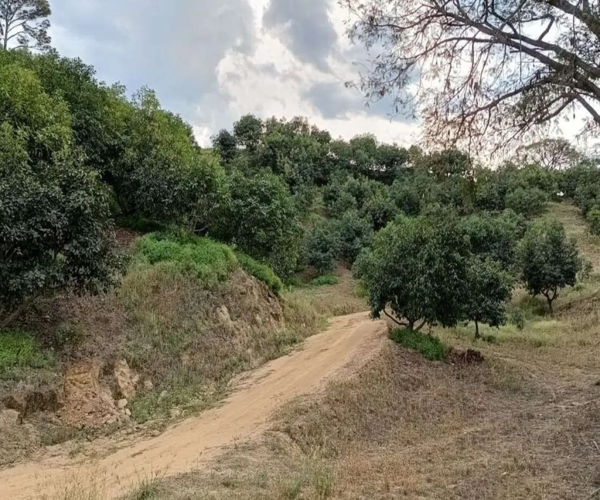 Terreno En Venta,Ranchería La Yerbabuena,Huerta camichines S/N, Tamazula de Gordiano, Jalisco 49650,Huerta camichines,pbGqIDP