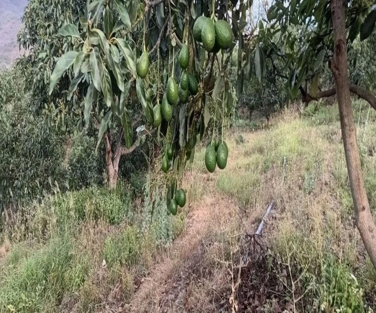 Terreno En Venta,Ranchería La Yerbabuena,Huerta camichines S/N, Tamazula de Gordiano, Jalisco 49650,Huerta camichines,pbGqIDP