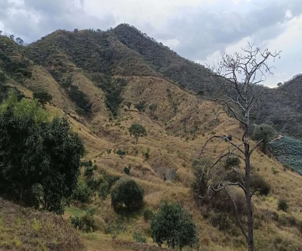 Terreno En Venta,Ranchería La Yerbabuena,Huerta camichines S/N, Tamazula de Gordiano, Jalisco 49650,Huerta camichines,pbGqIDP