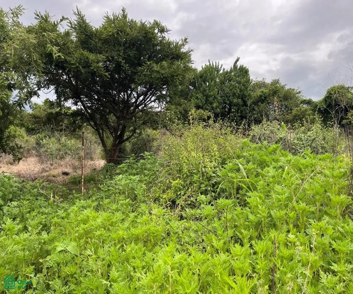 Edificio En Venta,Cajititlan,Potrero de la segunda ampliacion 31, Tlajomulco de Zuniga, Jalisco 45670,Potrero de la segunda ampliacion,MX251026697