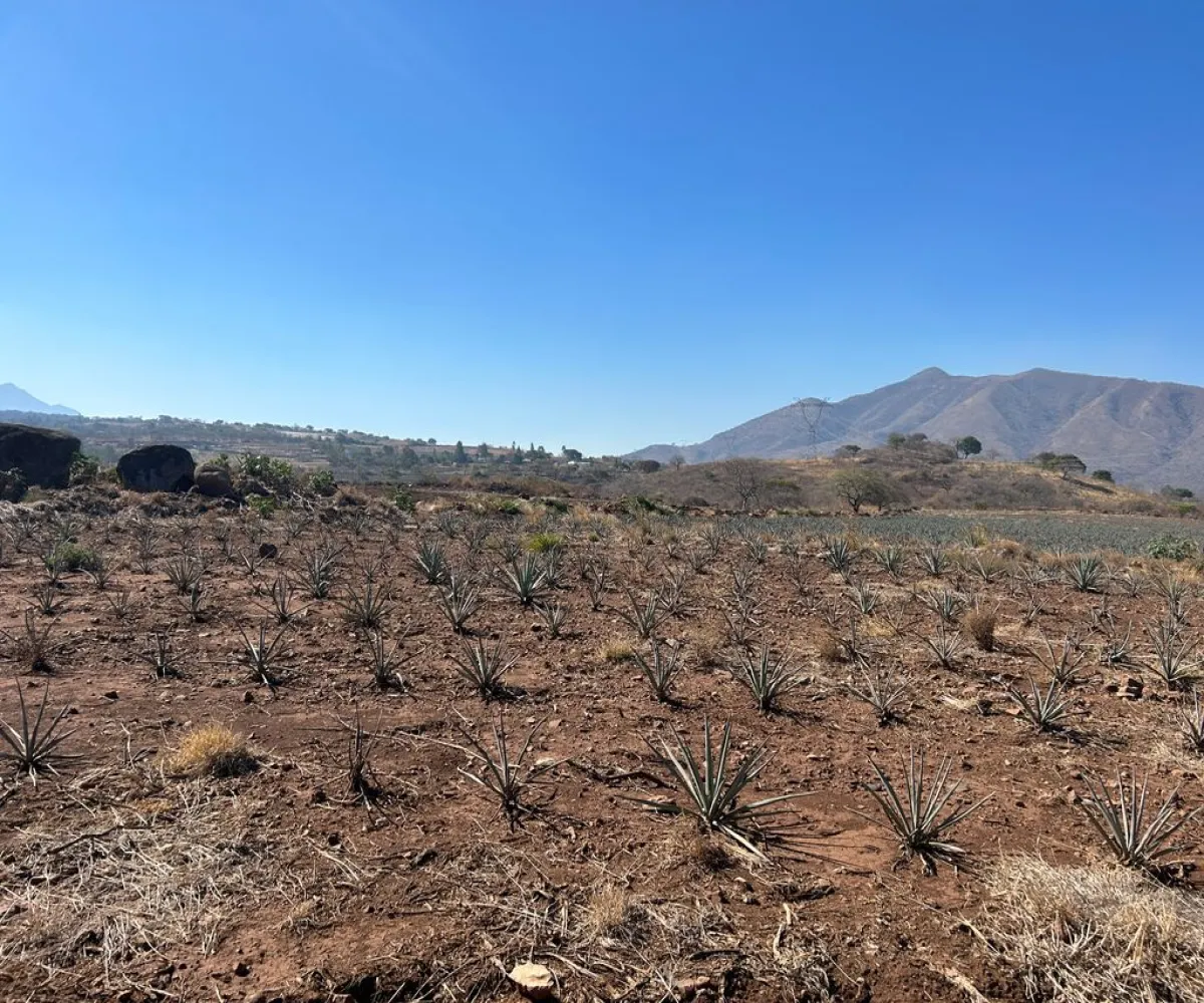 Terreno En Venta,Acatlán de Juárez Centro,autopista guadalajara colima S/N, Acatlán de Juárez, Jalisco 45700,autopista guadalajara colima,pN73wrX