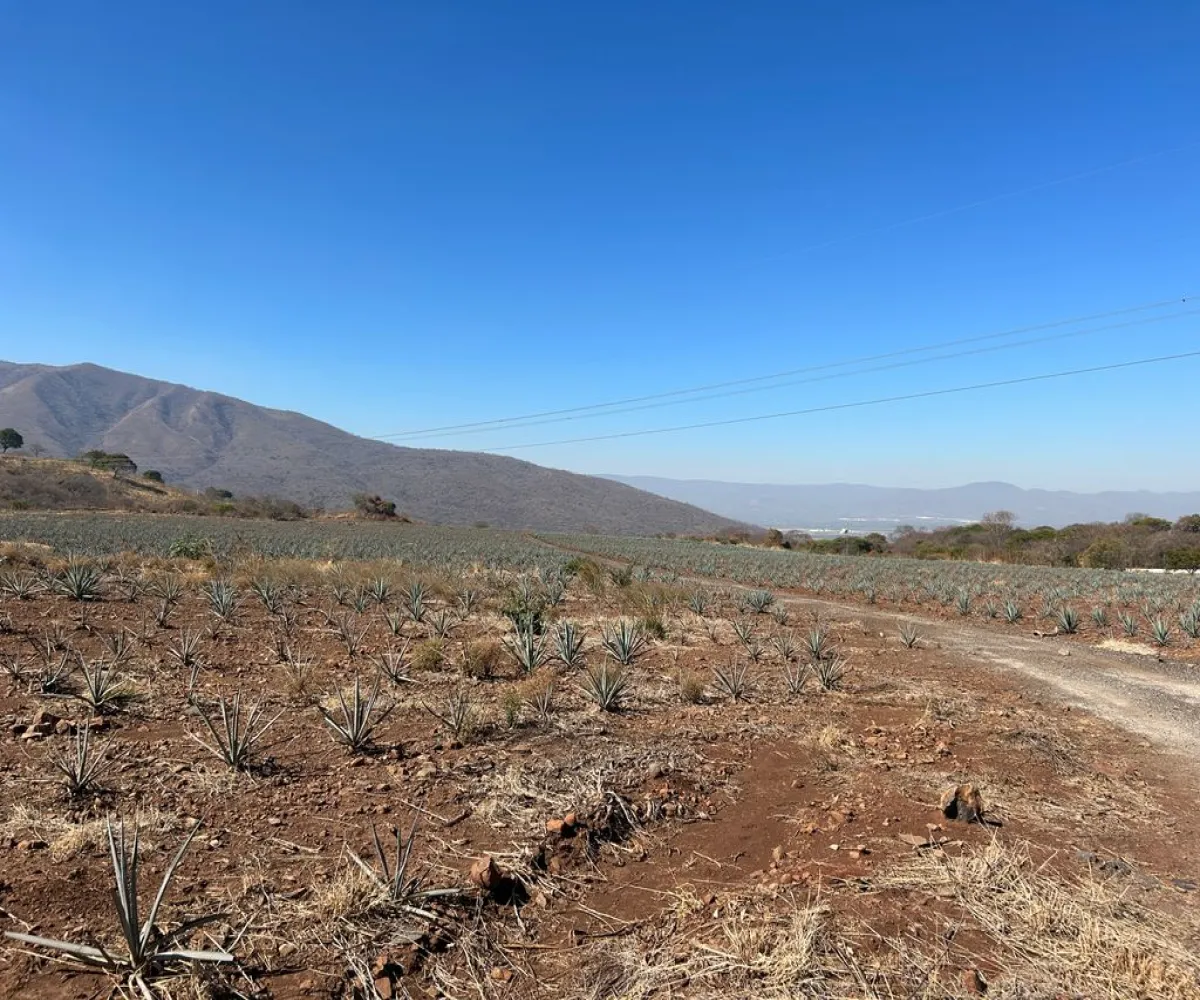 Terreno En Venta,Acatlán de Juárez Centro,autopista guadalajara colima S/N, Acatlán de Juárez, Jalisco 45700,autopista guadalajara colima,pN73wrX