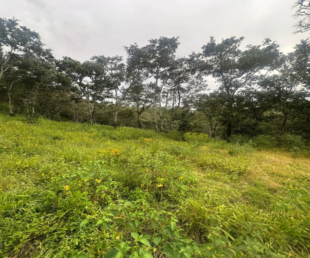 Terreno En Venta,Epenche Chico (Penche Chico),La escatada - Epeche chico 19, Mazamitla, Jalisco 49510,Fraccionamiento Santa Barbara,La escatada - Epeche chico,723258