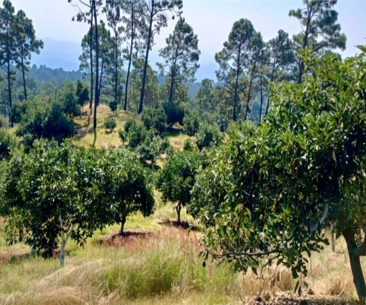 Terreno En Venta,Tancitaro S/N, Tancítaro, Michoacán de Ocampo 60460, 1 Cuarto,1 Baño,Tancitaro,1,pigV5lD Terreno En Venta,Tancitaro S/N, Tancítaro, Michoacán de Ocampo 60460, 1 Cuarto,1 Baño,Tancitaro,1,pigV5lD