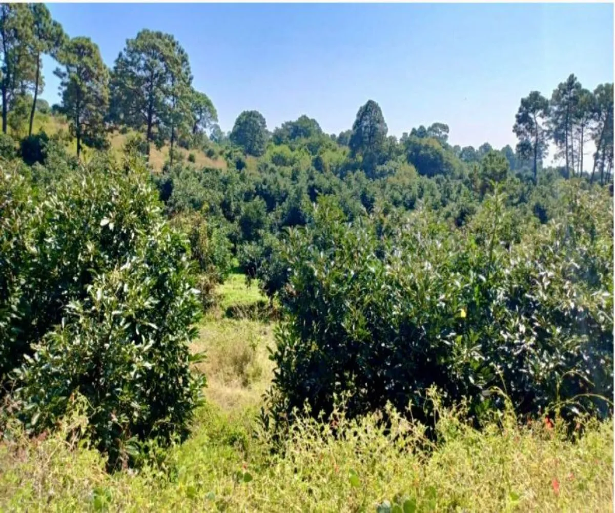 Terreno En Venta,Tancitaro S/N, Tancítaro, Michoacán de Ocampo 60460, 1 Cuarto,1 Baño,Tancitaro,1,pigV5lD Terreno En Venta,Tancitaro S/N, Tancítaro, Michoacán de Ocampo 60460, 1 Cuarto,1 Baño,Tancitaro,1,pigV5lD