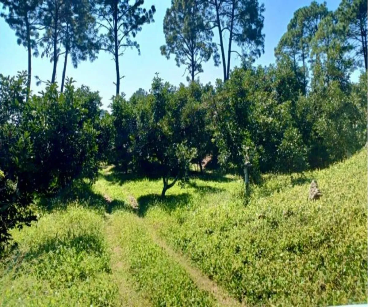 Terreno En Venta,Tancitaro S/N, Tancítaro, Michoacán de Ocampo 60460, 1 Cuarto,1 Baño,Tancitaro,1,pigV5lD Terreno En Venta,Tancitaro S/N, Tancítaro, Michoacán de Ocampo 60460, 1 Cuarto,1 Baño,Tancitaro,1,pigV5lD