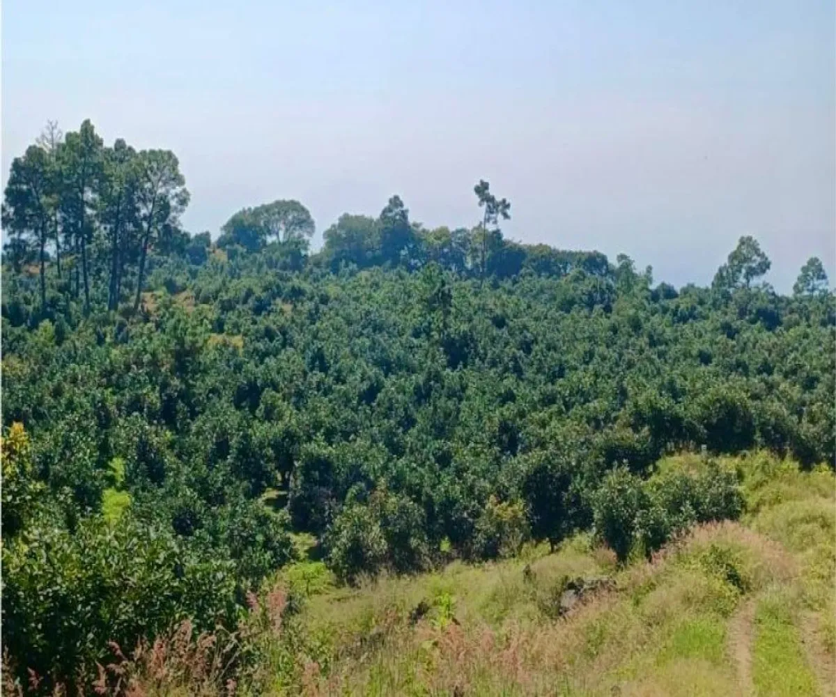 Terreno En Venta,Tancitaro S/N, Tancítaro, Michoacán de Ocampo 60460, 1 Cuarto,1 Baño,Tancitaro,1,pigV5lD Terreno En Venta,Tancitaro S/N, Tancítaro, Michoacán de Ocampo 60460, 1 Cuarto,1 Baño,Tancitaro,1,pigV5lD